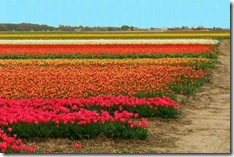 holland-tulip-fields-14