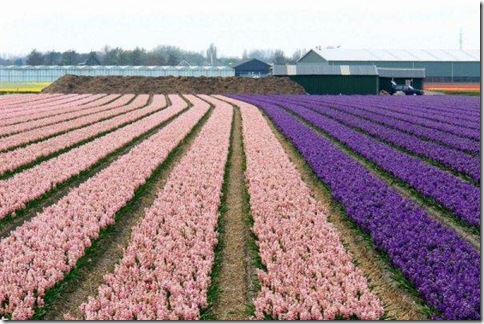 holland-tulip-fields-18