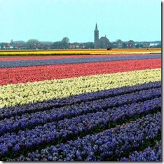 holland-tulip-fields-20