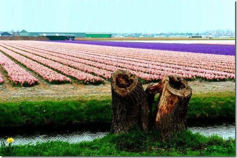 holland-tulip-fields-26