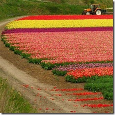holland-tulip-fields-32