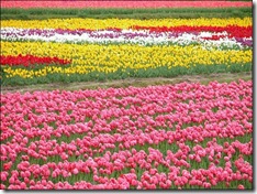 tulip-fields01