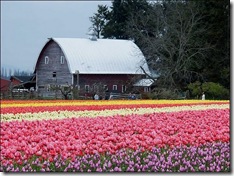 tulip-fields06