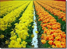 tulip-fields09