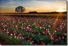 tulip-fields13
