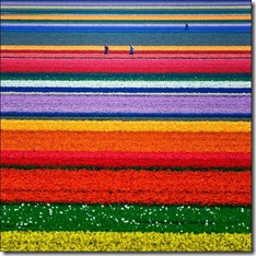 tulip-fields14