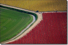 tulip-fields25