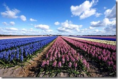 holland-tulip-fields-11