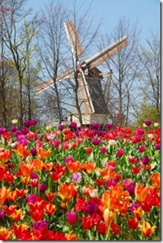 keukenhof-gardens-and-tulip-fields-tour-from-amsterdam-in-amsterdam-2
