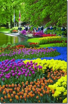 keukenhof-gardens-tours-tulips-4