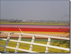 tulip-fields20