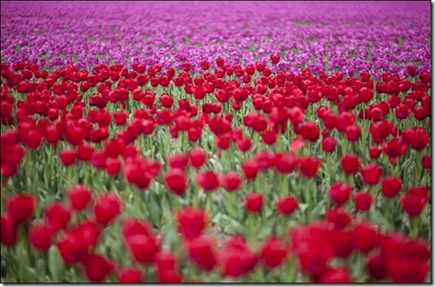 tulip-fields28