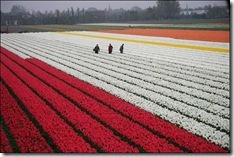 tulip-fields29