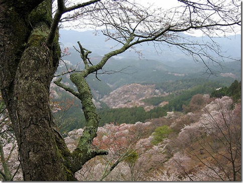 Monte Yoshino 2