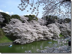 Sakura no Palácio Imperial de Tóquio