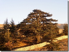 Large cedar tree near Bsharri