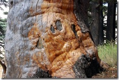 o tronco do cedro