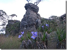 Pedras e flores perto do topo do Pico do Gavião
