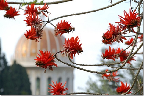 Coral Tree (Erythrina) in the Baha'i Gardens