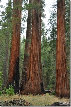 Bosque Mariposa_Yosemite_sequoias