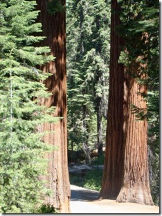 floresta-sequoias-gigantes