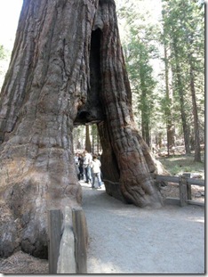 sequoias gigantes2