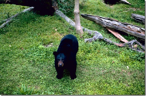Urso negro