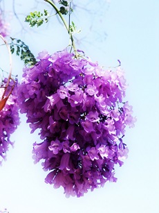 flor de jacarandá