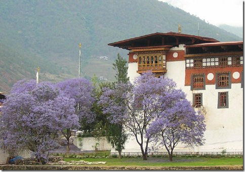Jacarandá_06_ no Butão