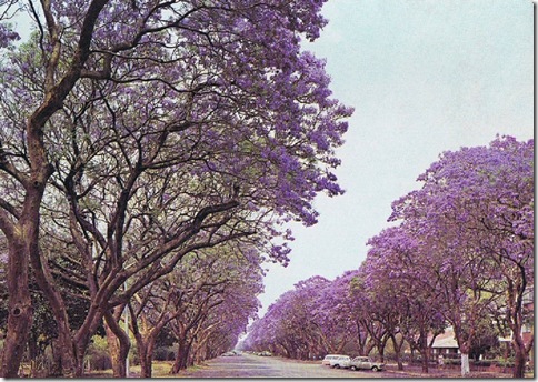 Jacarandá_09_ em Montagu Ave, Salisbury, Rodésia (hoje Harare, Zimbabwe) em 1975
