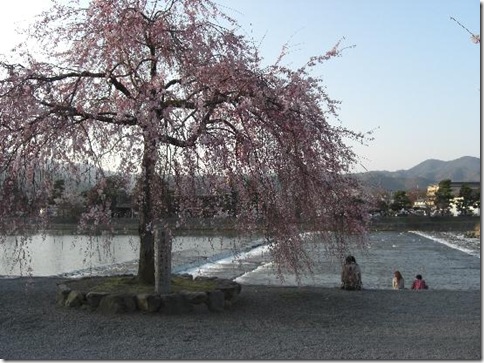 Arashiyama_03a_cerejeiras