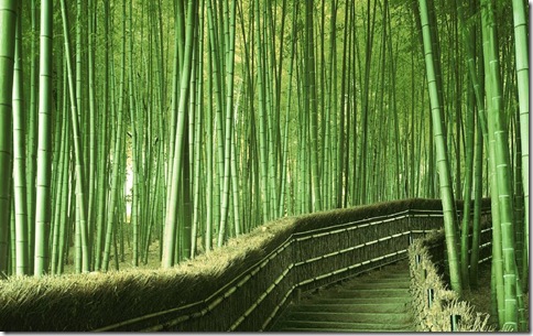 BambooForest_01