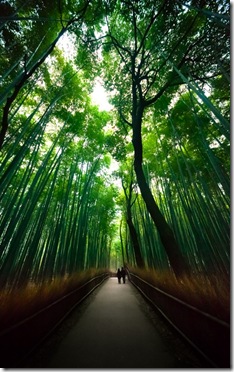 BambooForest_02