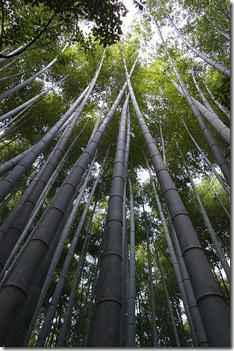 BambooForest_03