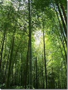 BambooForest_03a