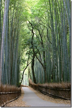 BambooForest_03b