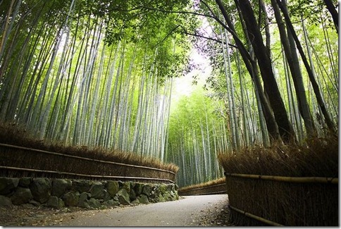 BambooForest_08