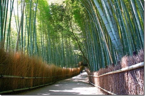 BambooForest_11
