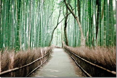 BambooForest_15