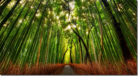 BambooForest_17