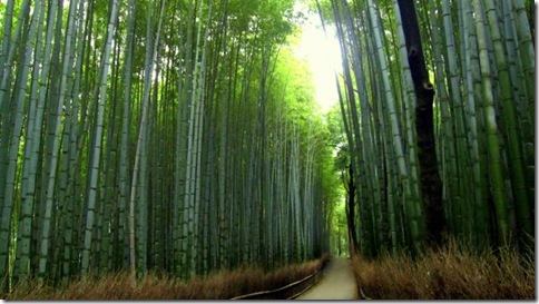 BambooForest_18
