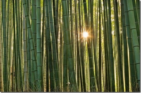 BambooForest_20
