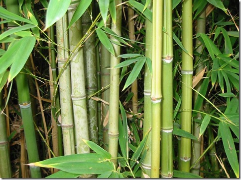 BambooForest_21