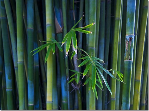 BambooForest_22