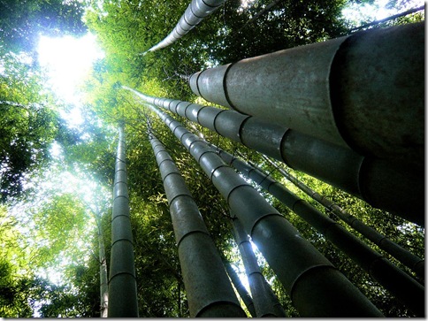BambooForest_23