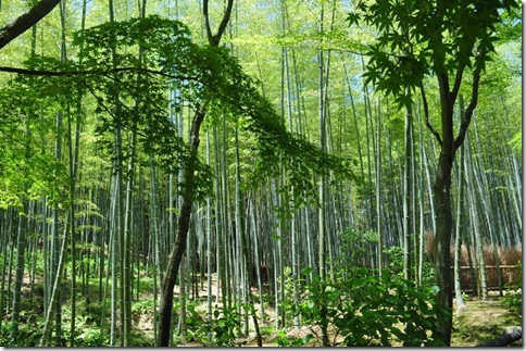 BambooForest_26