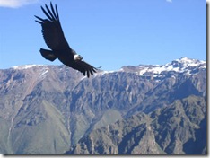 Calilegua_09_Cóndor de los Andes