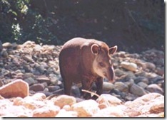 Calilegua_13b_tapir